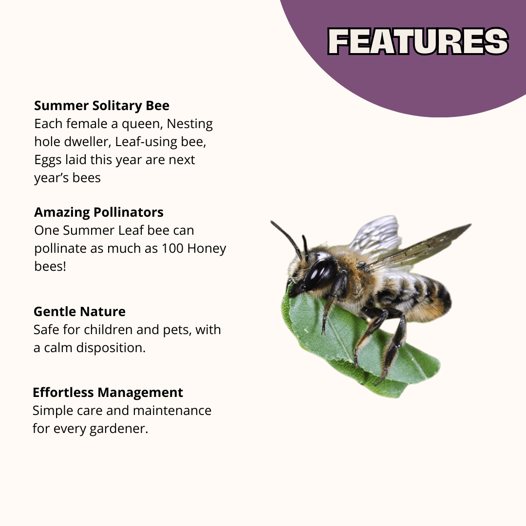 Summer Leafcutter Bees - 200 ct