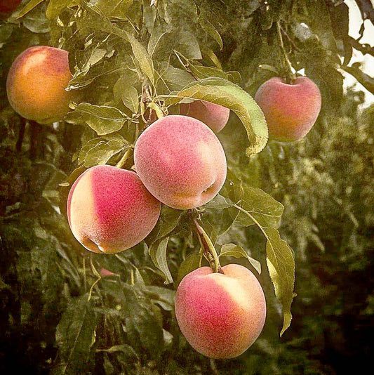 Suncrest Peach Tree Grow Organic
