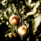 Suncrest Peach Tree Grow Organic