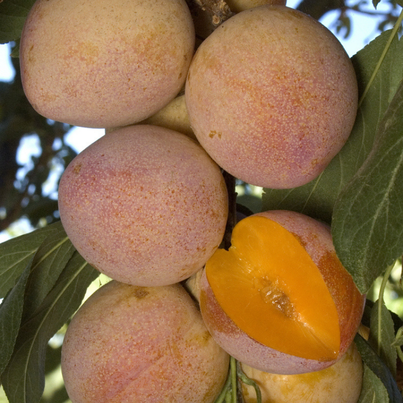 Cold Hardy "Fruit Salad" 4 on 1 Multi Grafted Fruit Tree Grow Organic