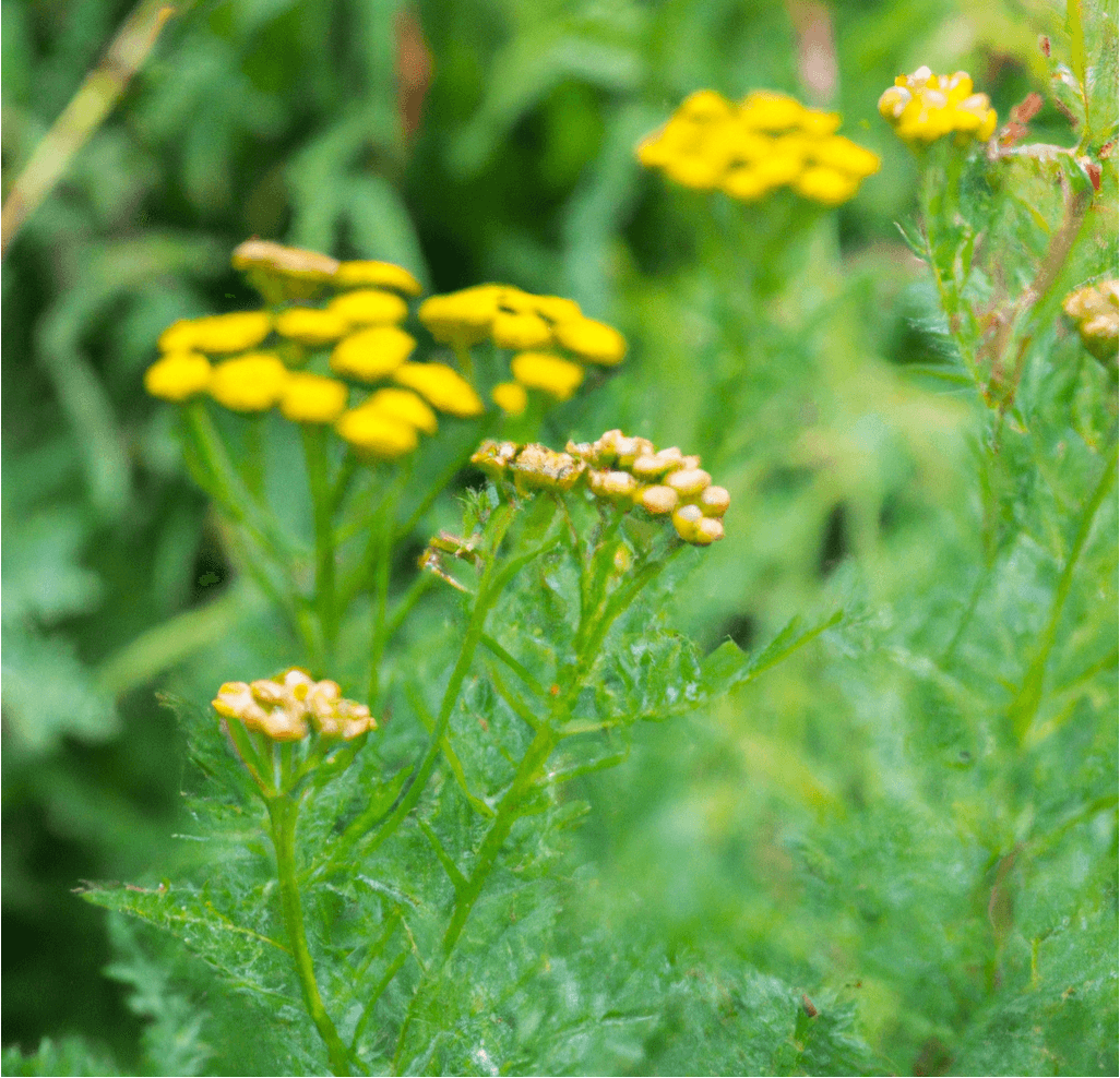 Organic Tansy 1gal – Grow Organic