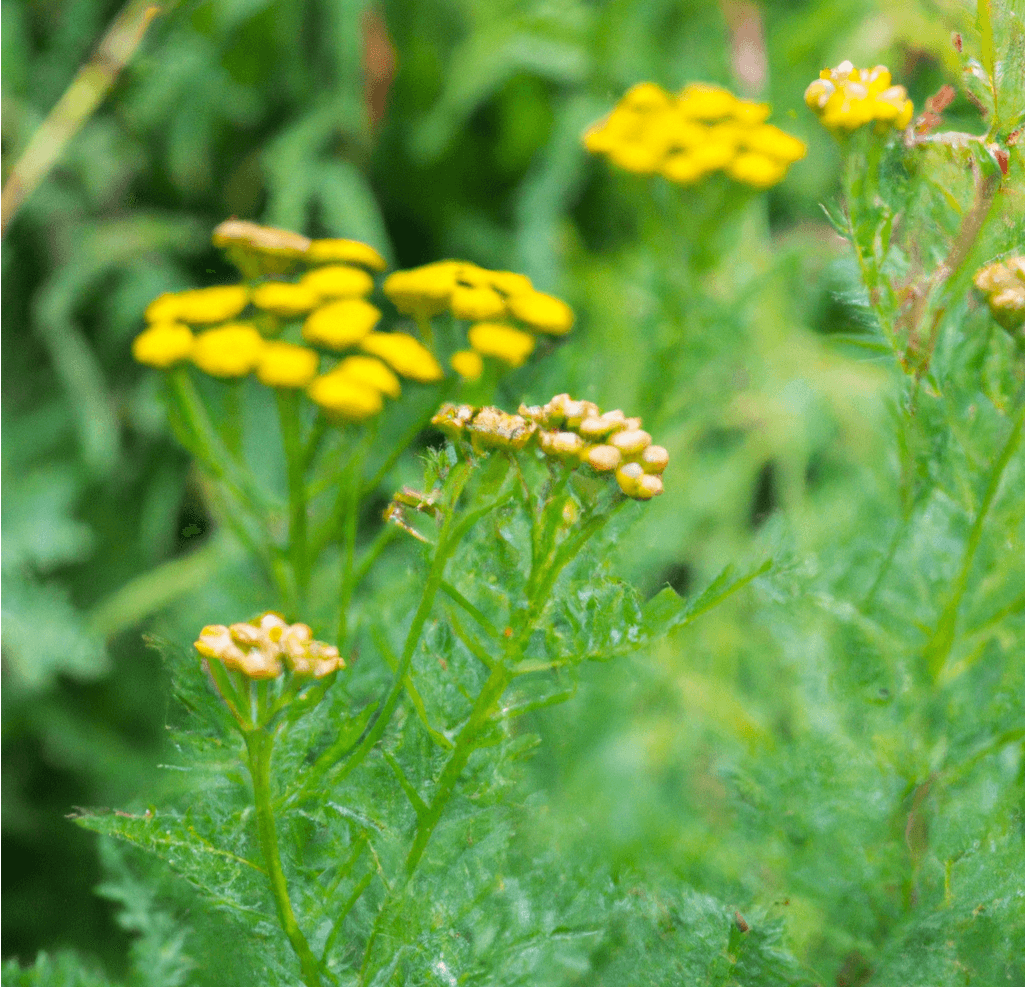 Organic Tansy (1 Gallon)