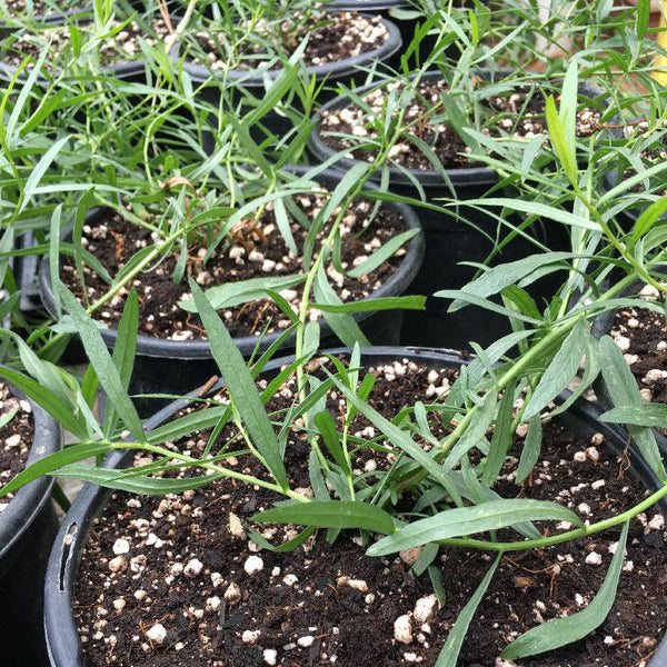 tarragon plant indoors Organic French Tarragon (1 Gallon)