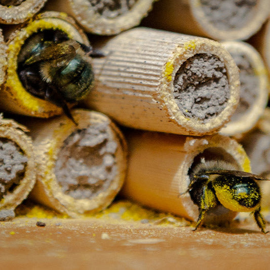Mason Bees | 40+ OBA Certified Cocoons with Free 2 Day Shipping CrownBees