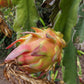 The Wallace Ranch Graft Hybrid Cutting Wallace Ranch Dragon Fruit