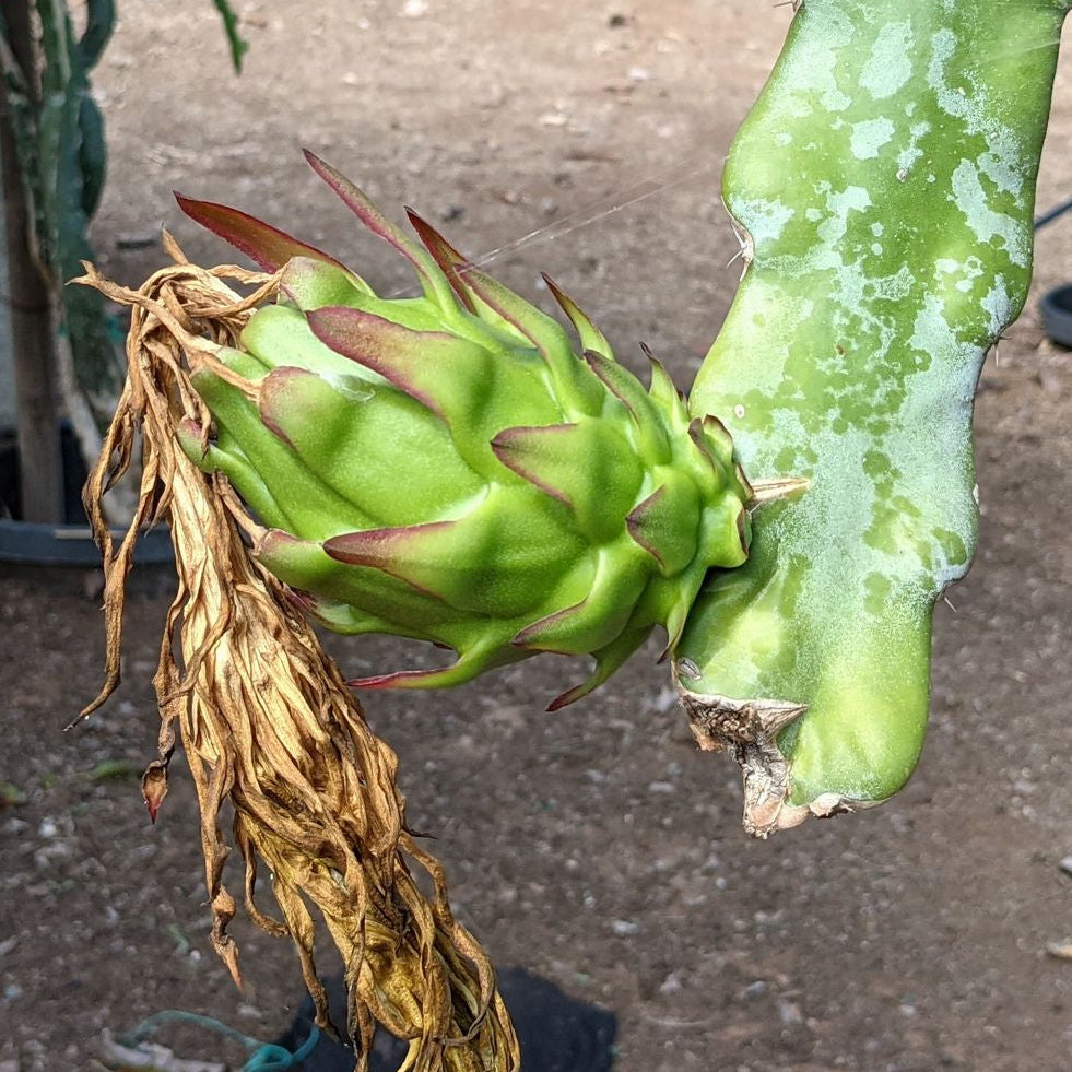 The Wallace Ranch Graft Hybrid Cutting Wallace Ranch Dragon Fruit