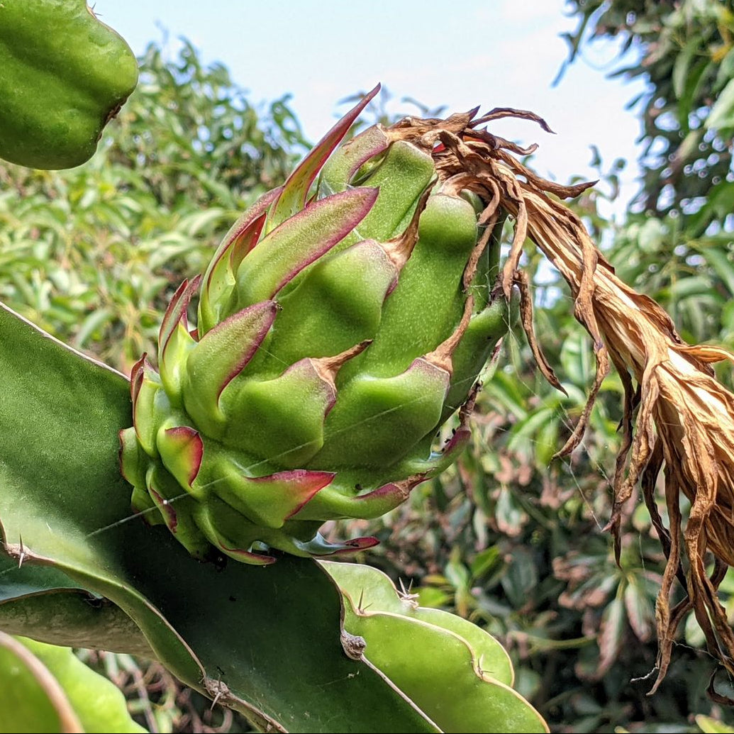 The Wallace Ranch Graft Hybrid Cutting Wallace Ranch Dragon Fruit