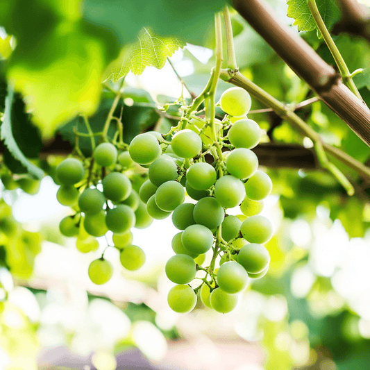 Thompson Seedless Table Grape Vine Grow Organic