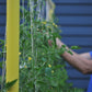 Hemp garden twine - medium ball Seattle Urban Farm