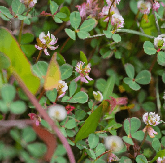 Peaceful Valley Tree and Vine Cover Crop Mix (lb)