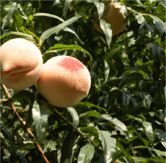 Tropic Snow Peach Tree (Potted)