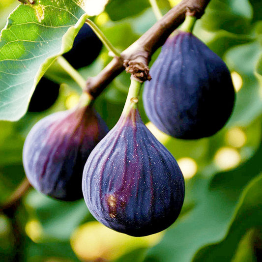 Violette de Bordeaux Fig Tree Grow Organic
