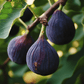 Violette de Bordeaux Fig Tree