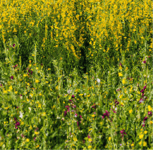 Peaceful Valley Orchard Cover Crop Mix (lb)