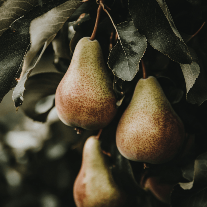 Comice Pear Tree, European Type for Sale - Grow Organic