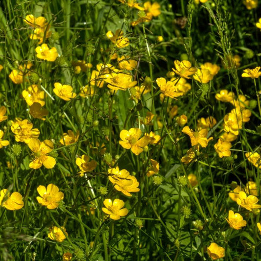 Western Buttercup (1 gallon)