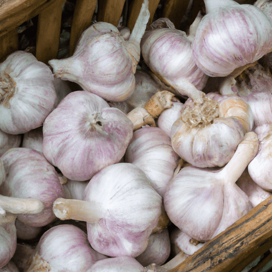 Siberian Garlic (lb) Grow Organic