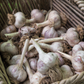Conventionally Grown Garlic, Metechi (lb)