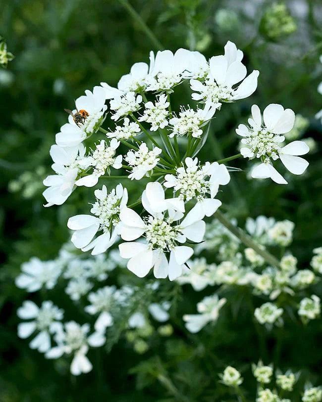 White Lace Orlaya Grandiflora – Grow Organic