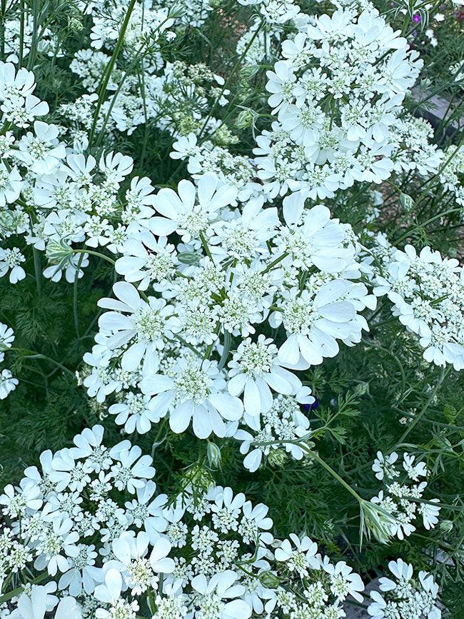 white lace flower seeds White Lace Orlaya Grandiflora