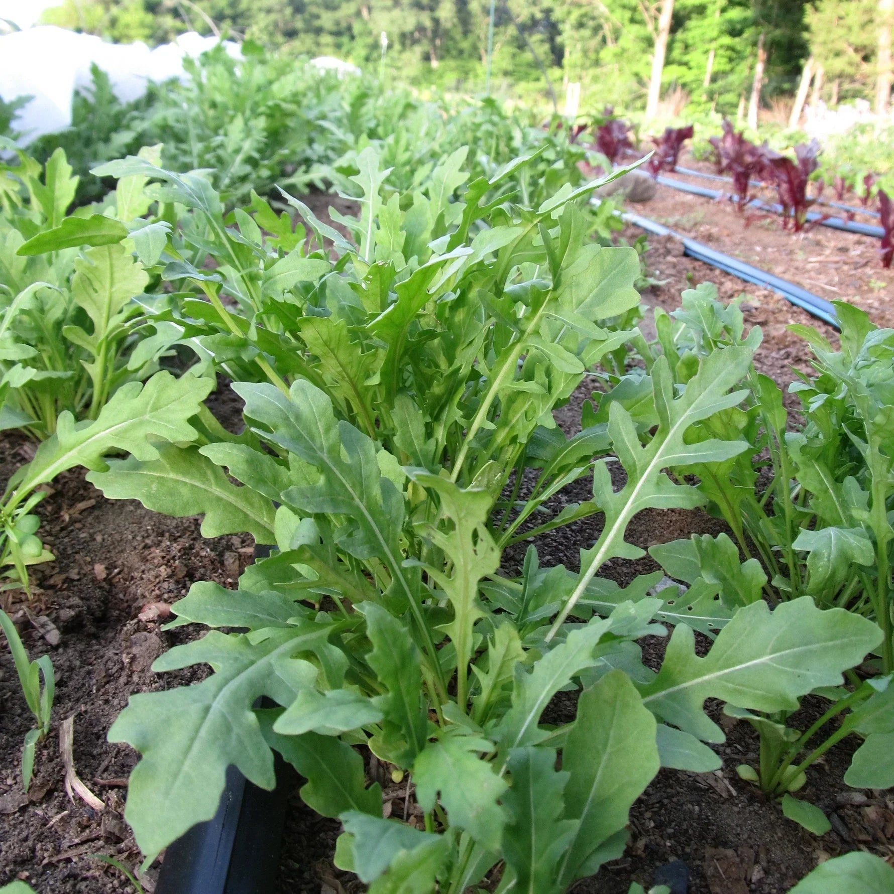Organic Winter Greens Seeds Mix Hudson Valley Seed Co