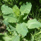 Wild Lettuce (Organic)