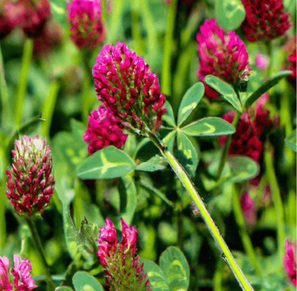 wildflower seeds for erosion control Peaceful Valley Wildflowers Erosion Mix (lb)