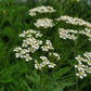 Organic Yarrow (1 gallon)