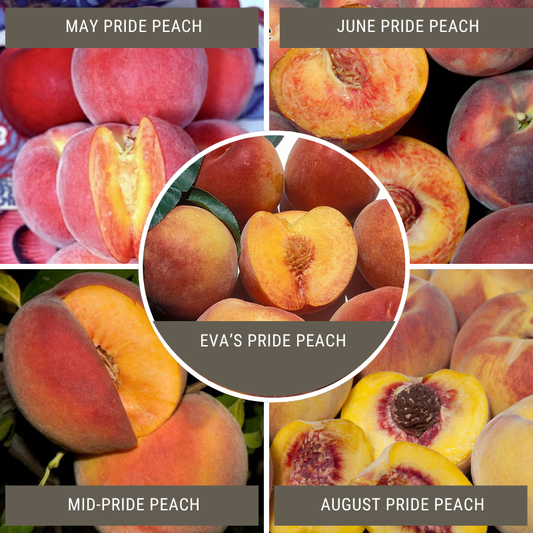 Zaiger Pride Peach, 3 on 1 Multi Grafted Fruit Tree Grow Organic