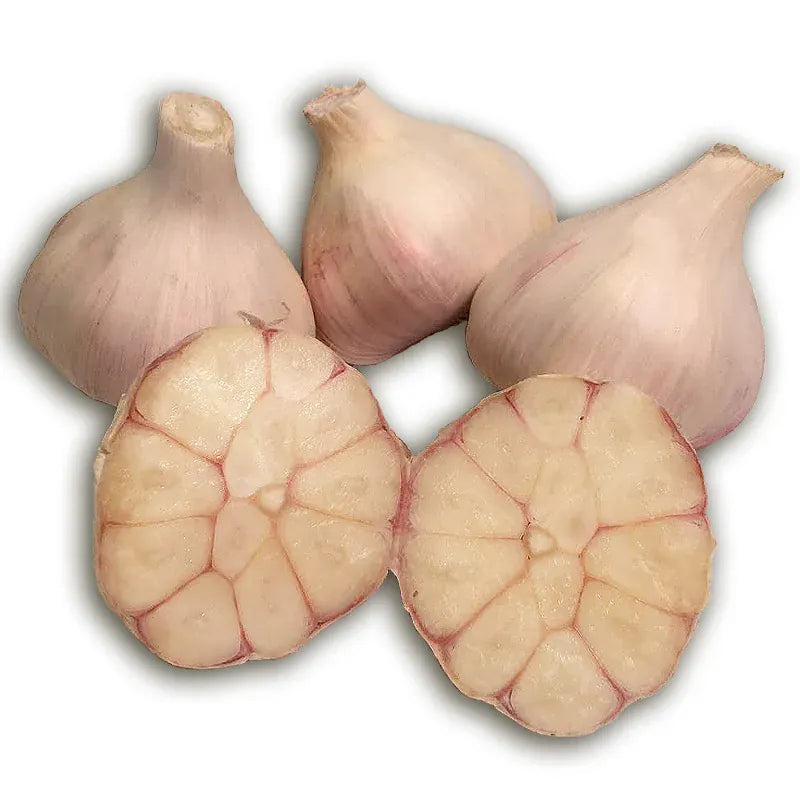 Conventional Jachlo Garlic (lb) (STORE ONLY) August's Harvest