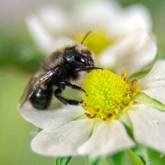Orchard Mason Bees (20 ct) CrownBees