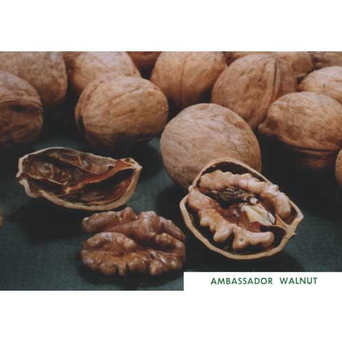 Ambassador Walnut Tree
