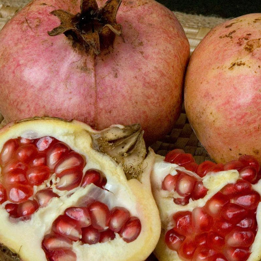 Ambrosia Pomegranate Tree