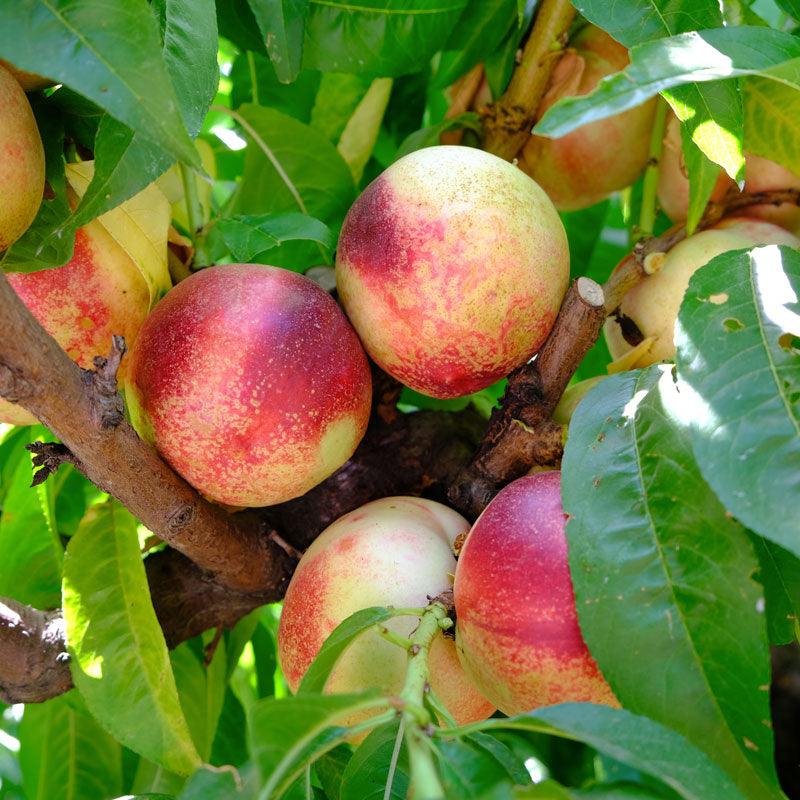 Arctic Jay White Nectarine