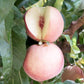 Arctic Supreme Peach Tree Grow Organic