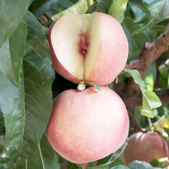 White Peach/Nectarine, 3 on 1 Multi Grafted Fruit Tree – Grow Organic