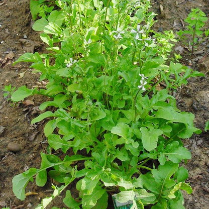 Arugula Greens Seeds (Organic) Peaceful Valley
