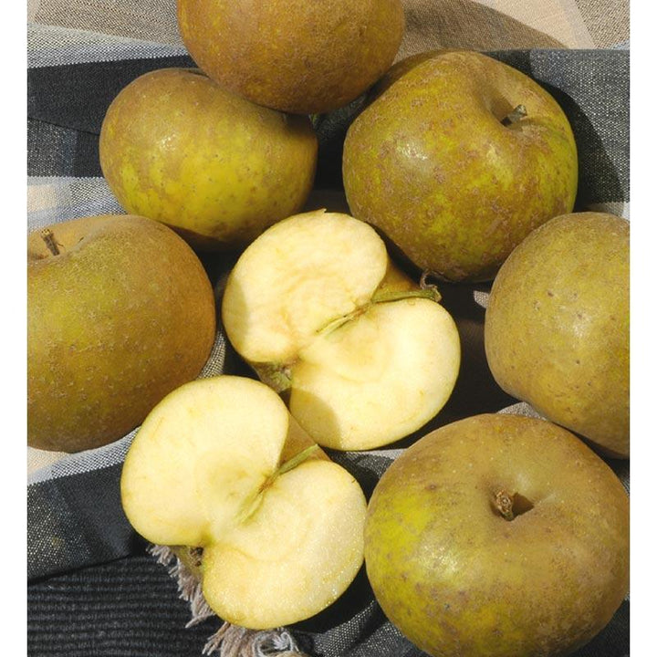 Bare Root Apple Trees For Sale | Apple Trees | Grow Organic