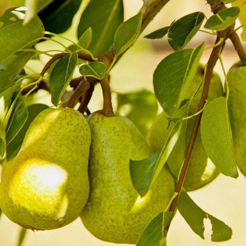 Bartlett pears
