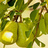 How Big Do Pear Trees Get? Dwarf, Semi-Dwarf & Standard – Grow Organic