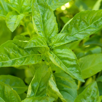 Sweet Basil Seeds (Organic) Peaceful Valley