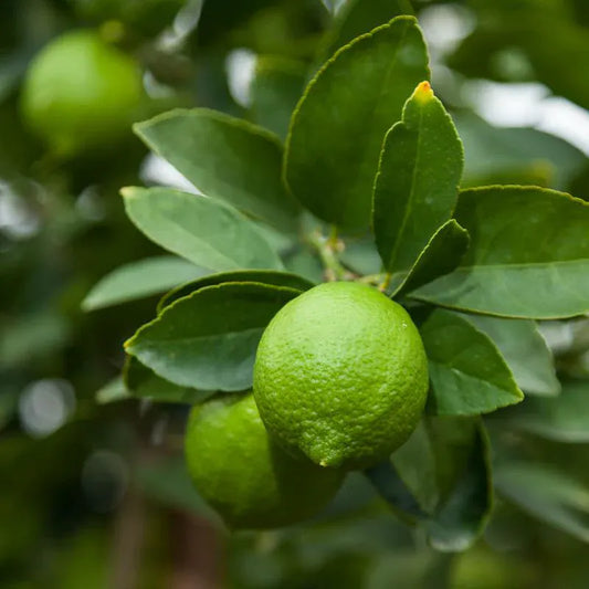 PV Bearss Seedless (Tahitian/Persian) Semi-Dwarf Lime Tree Primo Size 24"-36" Four Winds Growers