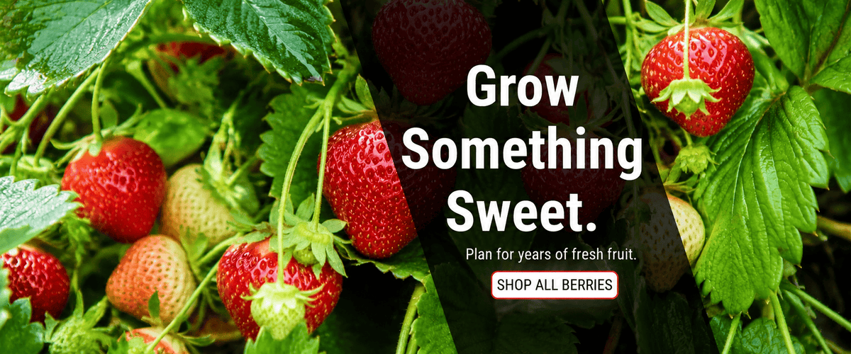 Grow Something Sweet. Plan for years of fresh fruit. Shop all berry plants.