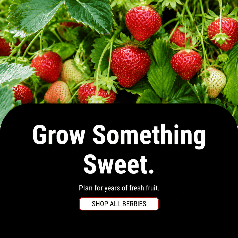 Grow Something Sweet. Plan for years of fresh fruit. Shop all berry plants.
