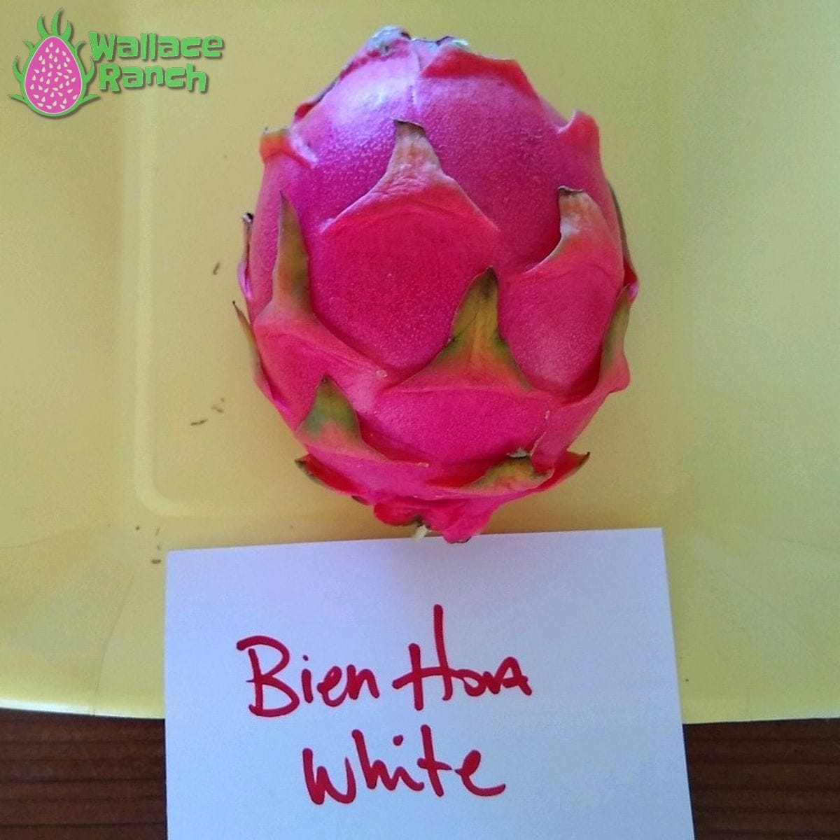 Bien Hoa White Wallace Ranch Dragon Fruit