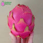 Bien Hoa White Wallace Ranch Dragon Fruit