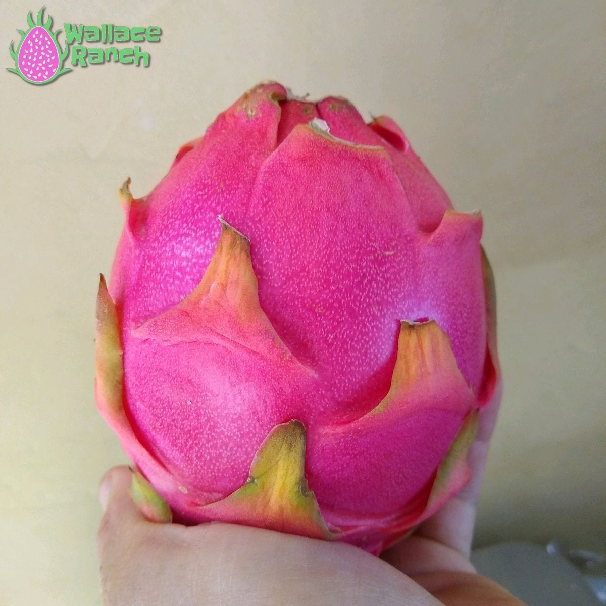 Bien Hoa White Wallace Ranch Dragon Fruit