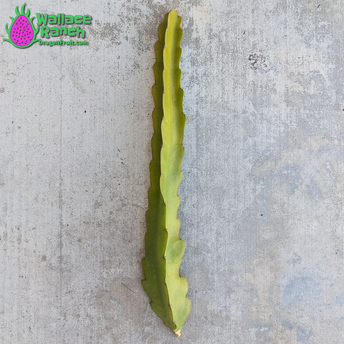 Bien Hoa White Wallace Ranch Dragon Fruit