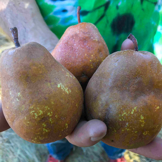Big Brown Pear Tree Felix Gillet Institute