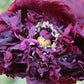 Black Beauty Poppy Seeds (Organic) Hudson Valley Seed Company